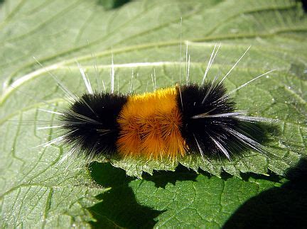 Insects of Alberta - Spotted Tussock Moth Caterpillar