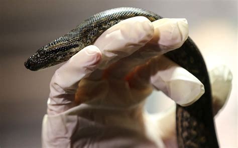 Anaconda Living in All-female Snake Exhibit Gives Birth to Two Babies ...