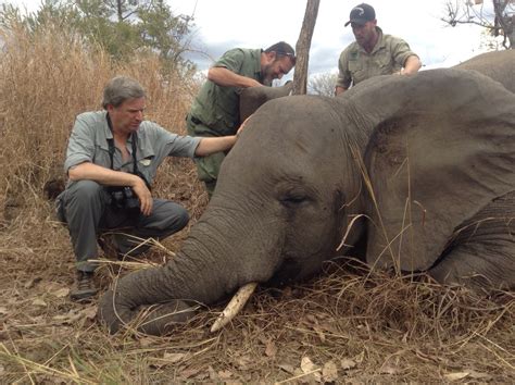 Scaling up the War on Elephant Poaching | HuffPost