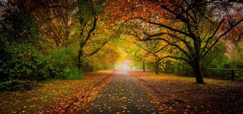 nature, Landscape, Road, Fall, Leaves, Mist, Trees, Tunnel, Shrubs, Fence, Sunrise, Morning ...