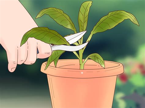 How to Grow Kale Indoors: 11 Steps (with Pictures) - wikiHow