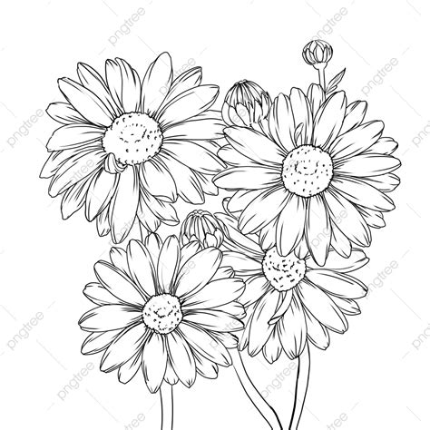 Daisy Line Art, Daisy Drawing, Graphic, Illustration PNG Transparent Clipart Image and PSD File ...