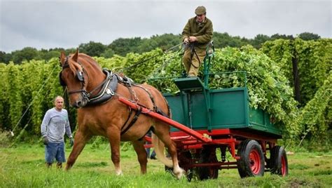 Hogs Back Brewery celebrates 30th anniversary