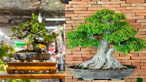 Balete Tree - Pinoy Bonsai