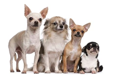 9 Types of Chihuahuas: Apple Heads, Teacups & More