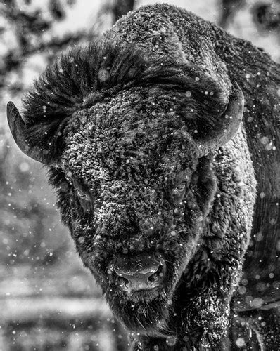 COLORADO BISON | WilsonAxpe.com