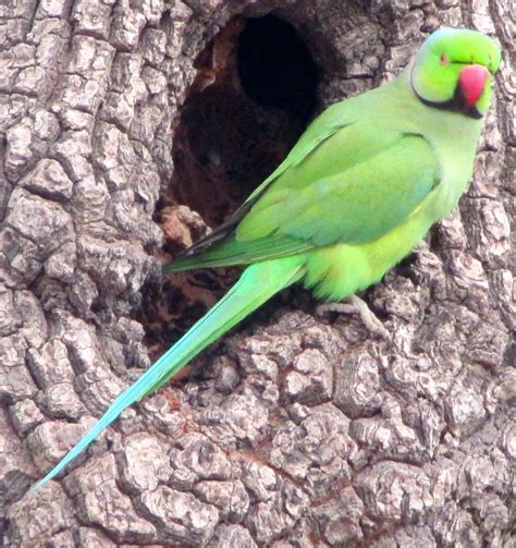 "..Green Parrot.." | Parrot, Parakeet, Green