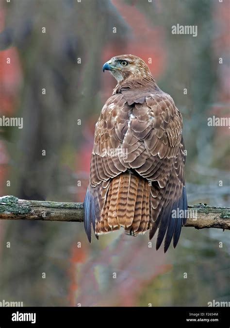 Red-tailed Hawk Back to Camera Rear View Stock Photo - Alamy