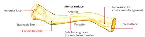 Conoid Tubercle – Earth's Lab