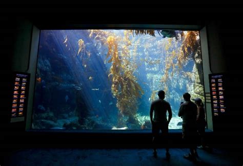 Birch Aquarium Tickets San Diego - La Jolla, CA | Tripster