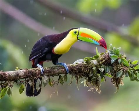 Keel-Billed Toucan - Facts, Diet, Habitat & Pictures on Animalia.bio