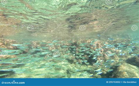 Lots of Small Fish in the Sea Under Water Fish Colony, Black Sea ...