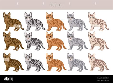 Cheetoh Cat clipart. All coat colors set. All cat breeds ...