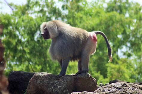 Hamadryas Baboon (Papio hamadryas) - ZooChat