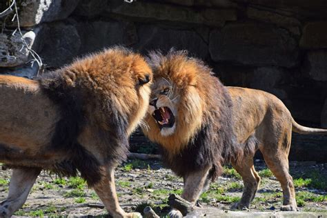 THE LION FACING THE LION – The Quickened Word