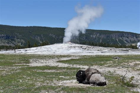 Arizona woman injured in Yellowstone bison attack says 'yes' to ...