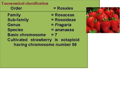 Taxonomical classification Order Rosales Family Rosaceae Subfamily Rosoideae