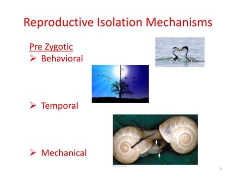 PPT - MACROEVOLUTION - Speciation PowerPoint Presentation - ID:3803996