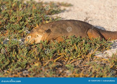 Galapagos Land Iguana Eating on North Seymour Island, North Seymour ...