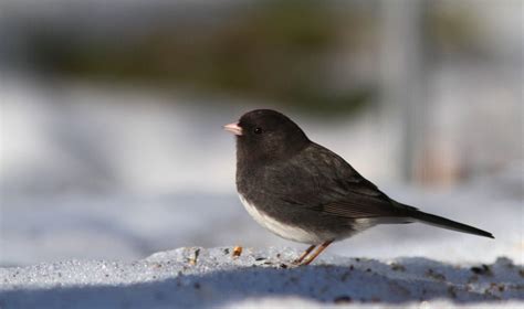 Dark-eyed Junco – Indiana Audubon Society | Backyard birds, Bird pictures, Winter bird