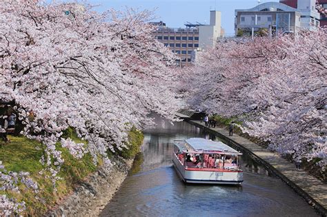 【2021最新版】富山の桜開花情報&お花見オススメスポット厳選3選【松川べり桜並木・高岡古城公園・舟川べり桜並木】 - 週末、金沢。