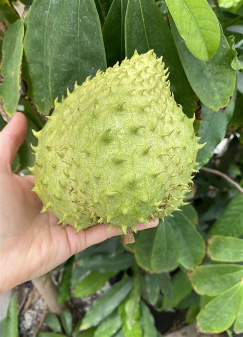 Gardening : Soursop fruit from a Davis greenhouse