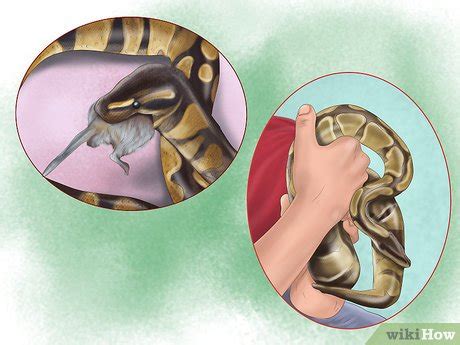 5 Ways to Care for Your Ball Python - wikiHow