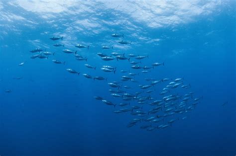 What are the different types of Tuna fish? | Knowledge News - News9live