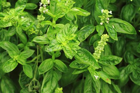 Green Basil Plant with Flowers Stock Photo - Image of natural, growth ...