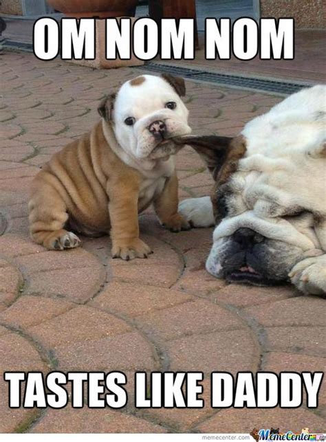 Funny Bulldog Memes Images | Cute bulldog puppies, Cute animals, Puppies