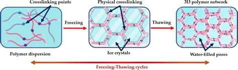 Schematic representation of the freeze-thaw process | Download ...