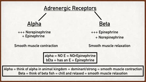 Alpha Adrenergic Receptor Types, Function, Location, and Stimulation Effects Made Easy — EZmed