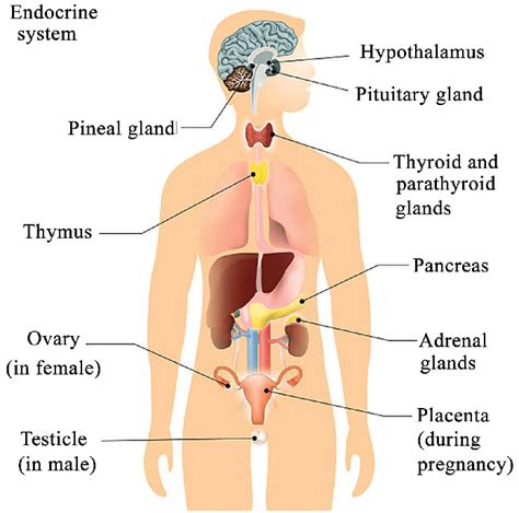 Human body hormones [99] [104]. | Download Scientific Diagram