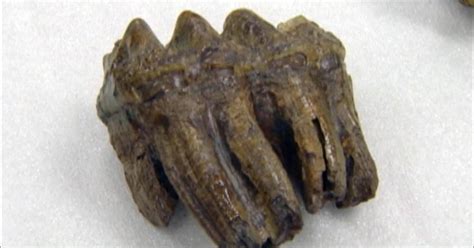 Ancient mastodon teeth found amid donations