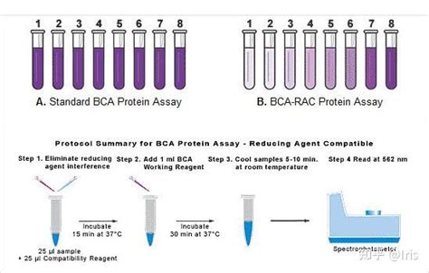 BCA 测蛋白浓度的原理 - 知乎