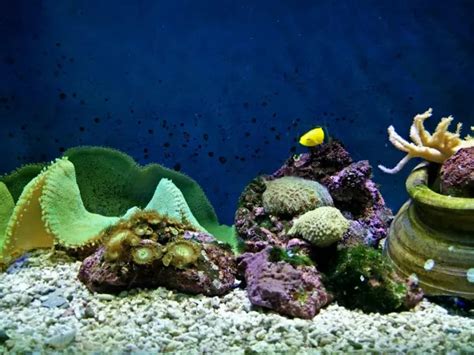 Best 11 things to do in Underwater World Langkawi