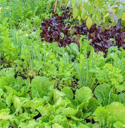 Polyculture Gardening: A Healthy, Brilliant Way to Grow Food | Growing ...