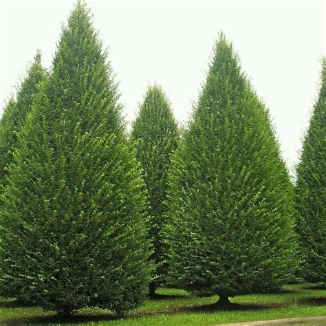 Carpinus Betulus Fastigiata Lucas 'Columnar Hornbeam' 12 litre (5-6 ft – Screen It Green