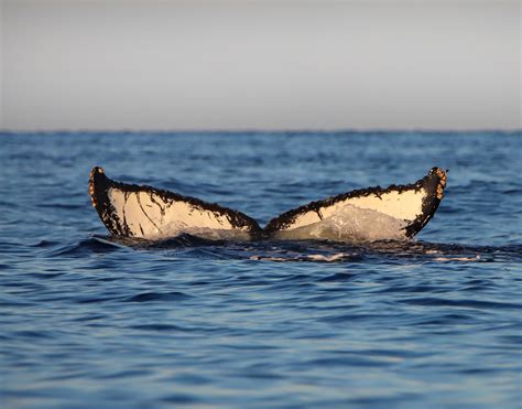 Moments by Heather Nicole - Whale Watching ~ Sitka, Alaska