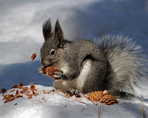 Top 152 + Which animals eat squirrels - Electric-kingdom.net