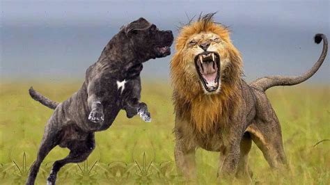 Cane Corso VS Lion - Lion VS Cane Corso Dog Breed Comparison | Dog Fighting 2022 - YouTube