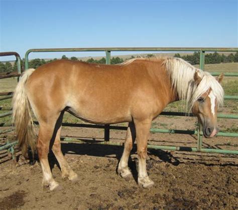 Haflinger Horse Info, Temperament, History, Pictures