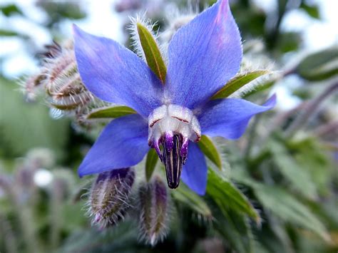 Borage Flower Blue - Free photo on Pixabay - Pixabay