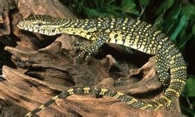 Nile Monitor Facts and Pictures | Reptile Fact