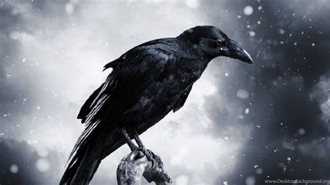 HDscreen: Raven Darkness Black Bird Desktop Bakcgrounds Desktop Background