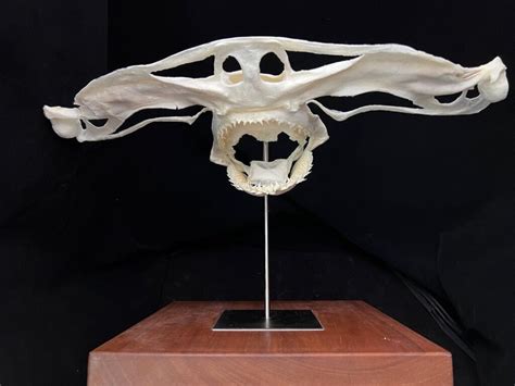 Hammerhead Shark Skull for Sale