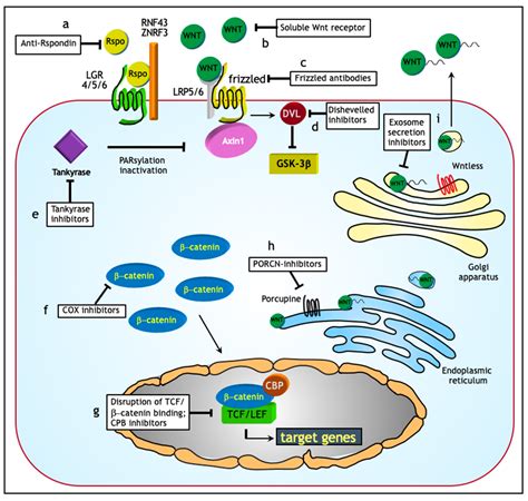 JCM | Free Full-Text | Wnt Signaling in Ovarian Cancer Stemness, EMT, and Therapy Resistance