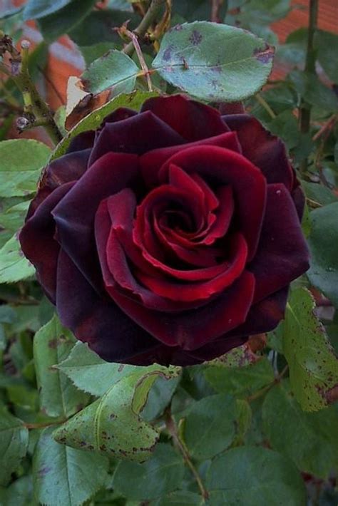 Rose (Rosa 'Black Magic') in the Roses Database - Garden.org