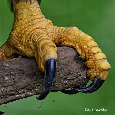 49 best Talons and bird feet images on Pinterest | Animal anatomy ...