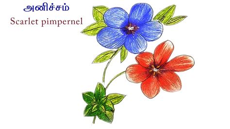 Scarlet Pimpernel Flower Drawing | Best Flower Site